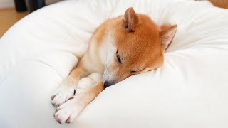 柴犬おーじろう☆人をダメにするソファーがどうしても好きなワンコ　Shibainu relaxes on bean bag chair