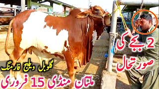 Today Multan Cow Mandi Fresh Video | Multan Mandi Aj Ki Video || Global Village Farming