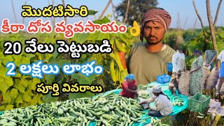 50 రోజుల్లో 2లక్షలు సంపాదించాను. రైతులకి కీరాదోశ ఖర్చు లేని పంట,cucumbar farming details #cucumber