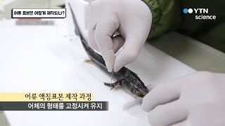 어류 표본은 어떻게 제작되나? / YTN 사이언스