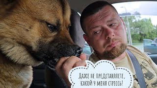 Kubik the dog went to the veterinarian far away to check his heart and do an ultrasound