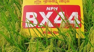 BX-44 hybrid paddy crop management