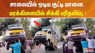 சாலையில் ஓடிய குட்டி யானை.. மரக்கிளையில் சிக்கி பரிதவிப்பு..!