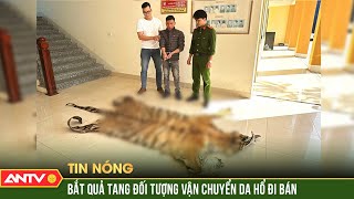 Bắt giữ đối tượng đang vận chuyển 1 bộ da hổ đi tiêu thụ | ANTV