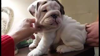 SHRINKABULL'S VALKYRIE FEMALE ENGLISH BULLDOG PUPPY FOR SALE