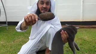 Make sure you take care of your pets! - Mufti Menk