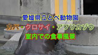 とべ動物園 カバ、クロサイ、アフリカゾウ 室内での食事