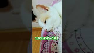 #funny #ลิปซิงค์เพื่อความบันเทิง #funnyshorts #คนตื่นธรรม #shortvideo #cat #siamcatfam #thaicats