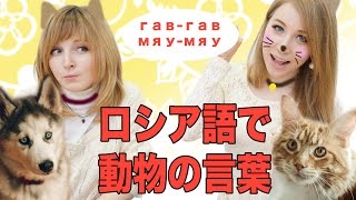 ロシア語で動物の鳴き声は何っていいますか？☆あしやのロシア語講座☆