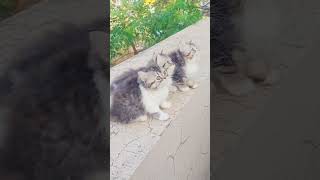 three beautiful cats video | Thine khubsurat billiyon ki video