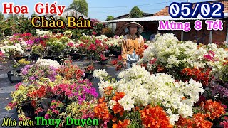 Hoa giấy nhiều màu tuyết Siêu Hoa, dáng bonsai VIP 👉05/02 ☎️ 0934.112.595 Thùy Duyên