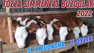 Tozza Simmental buzoqlar