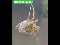 Spider fight brave heart