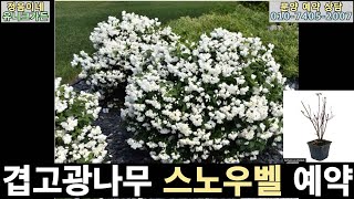 [25년 봄 분양] 겹고광나무 스노우벨 예약 분양/ 키작은 관목이고 향이 진해요.