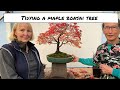 Maple Prune & Repot