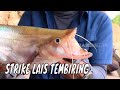 Sensasi Tarikan Lais Tembiring dan Hampala | MANCING MANIA STRIKE BACK (26/10/24) Part 2