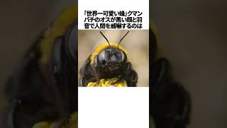 「世界一かわいいハチ」クマンバチの雑学 #shorts