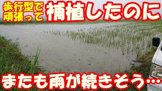 Is it raining? Heavy rain immediately after the replanting of the submerged rice fields ...