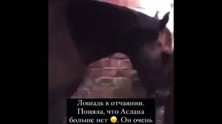 Лошадь в отчаянии 😔 поняла, что хозяина больше нету на этом свете 😔