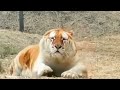 the golden tiger