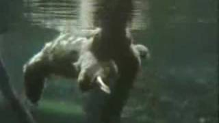 Swimming Sloth