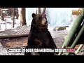 sub meeting wild beast in front of giant ice wall 🚐│tiger valley🐯