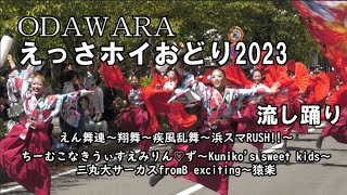 神奈川県小田原市「ODAWARAえっさホイおどり2023」えん舞連～翔舞～疾風乱舞～浜スマRUSH!!～ちーむこなきうぃすえみりん♡ず～Kuniko's sweet kids～三丸大サーカス～猿楽