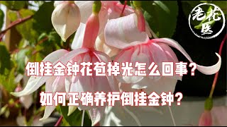 【老花医植物推荐】倒挂金钟花苞掉光咋回事？如何正确养护倒挂金钟？Tips and tricks for Fuchsia Plant growing and care.