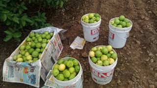 Allahabad Safeda (guava) jaama 11 month plantation at Anekal Blore.cal booking. 9019162251