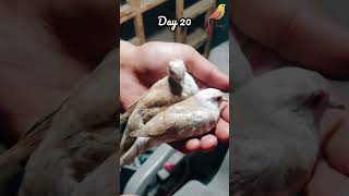 Red Pied Dove | Growth Stages | Egg to Adult  #amazonbirds #birds #aviary #birdlovers #dove #love