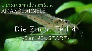 Amanogarnele Zucht Teil 4: NEUSTART (Caridina multidentata breeding)