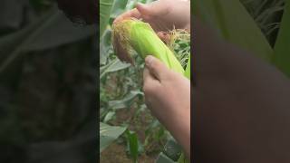 解压！沉浸式扒玉米Decompression! Immersive corn #satisfying #whitenoise #白噪音 #田園生活 #田園 #解壓