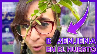 🍆 7 CUIDADOS de la PLANTA de BERENJENA en el HUERTO 🪴 No necesitas de mucho espacio!