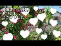 猛暑に☀️【超絶強い】薔薇5選🌹猛暑なんて楽勝です😊🌹