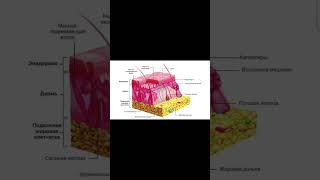 Строение КОЖИ за 40 секунд!-Гугол знаний