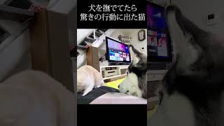 犬をナデてたら驚きの行動に出た子猫...#shorts