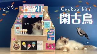 バーマン猫のアイスクリームショップ 涼しくなってピンチ?【閑古鳥】Cuckoo bird（バーマン猫）Birman/Cat