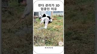 판다 관리가 3D 업종인 이유 #shorts #쇼츠