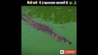 कैसे बचे ये 3 खतरनाक जानवरों से 🐲🐊| Animal Facts #shorts