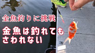 金魚釣りに行ってみたら・・・