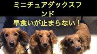 【dog】 ミニチュアダックスフンド 親子 必死に【ごはんを食べる犬】！かわいい犬おもしろ動画