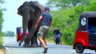 Wild Elephant VS Human What Happen Next