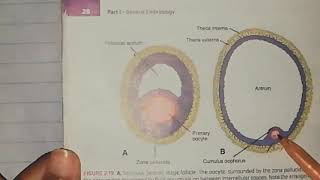 First week of development (part 1) Ovarian cycle #hormonql regulation #oocyte transport #embryology