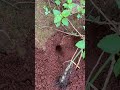 IQ skills venomous ants attack clever cricket so cool