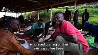 ARABIKA: transforming kenyan coffee for global markets