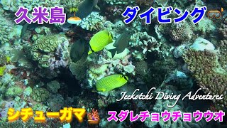 久米島🏝ダイビング🤿シチューガマ🪸スダレチョウチョウウオ😆👍2024年11月