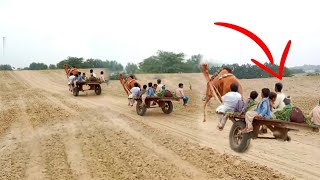 Camel pulled Cart🤪| Full speed camel Cart|New Camel video in🐪thar desert village life#happythall