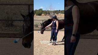 I travelled 5000 miles to learn a new way to train horses #equines