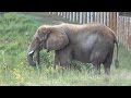 The Elephant Sanctuary | Hadari Explores Sanctuary