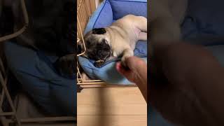 ママの言葉を理解するパグ❣️ #pug#dog#犬#パグ#多頭飼い#癒やし#家族#足#肉球